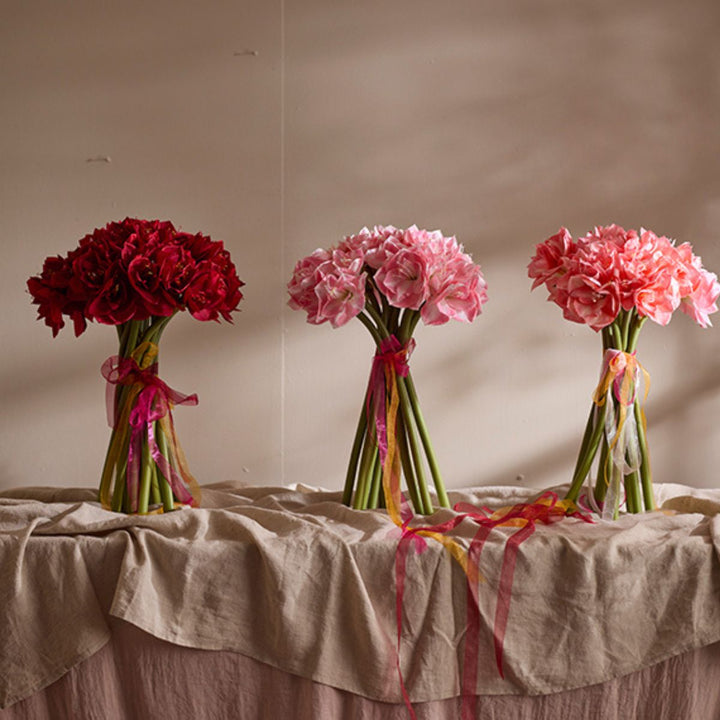 Mr.Plant Amaryllis 60cm