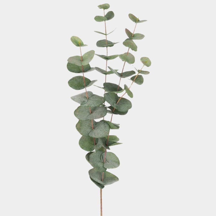 Mr. Plant Eucalyptus 60cm
