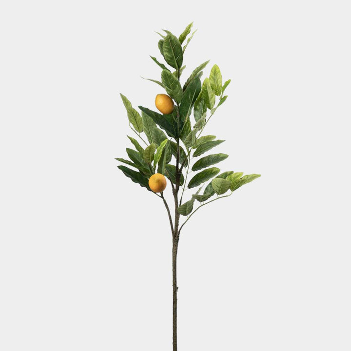 Mr. Plant Citronkvist 90cm