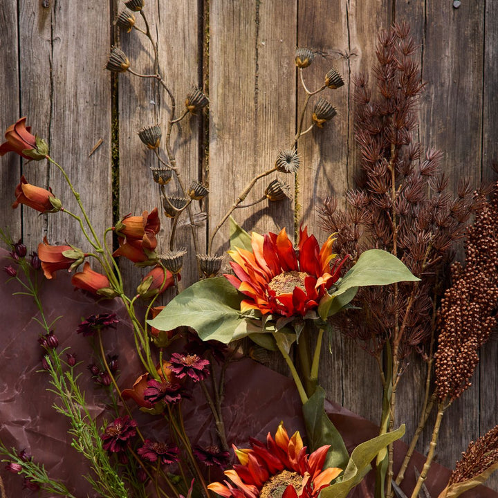 Mr.Plant Asparges 75cm