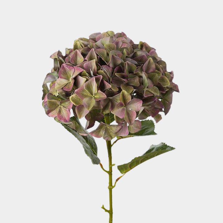 Mr. Plant Hortensia 110cm, lilla