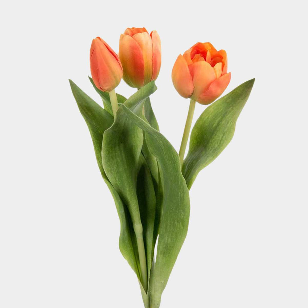 Mr. Plant Tulipan mix 36cm Oransje