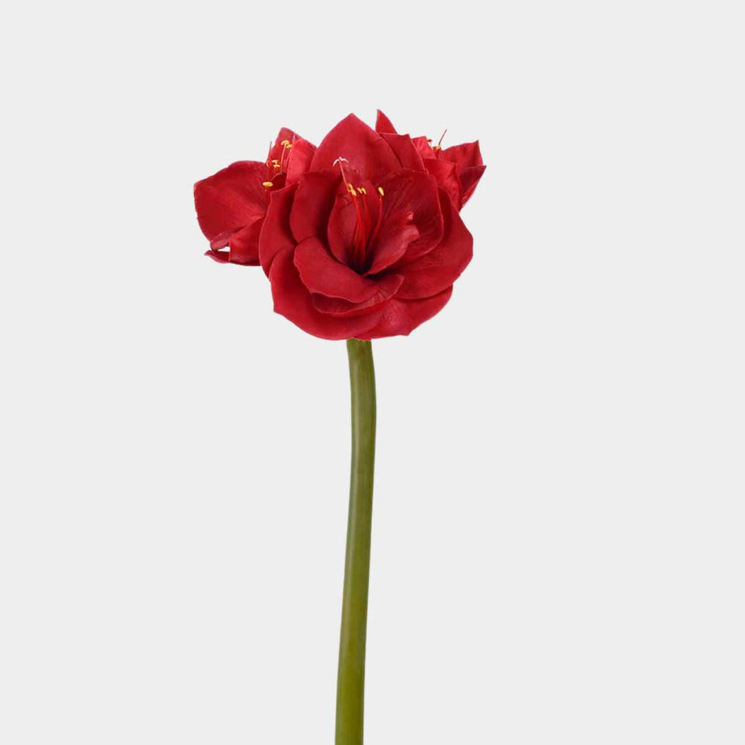 Mr.Plant Amaryllis 60cm