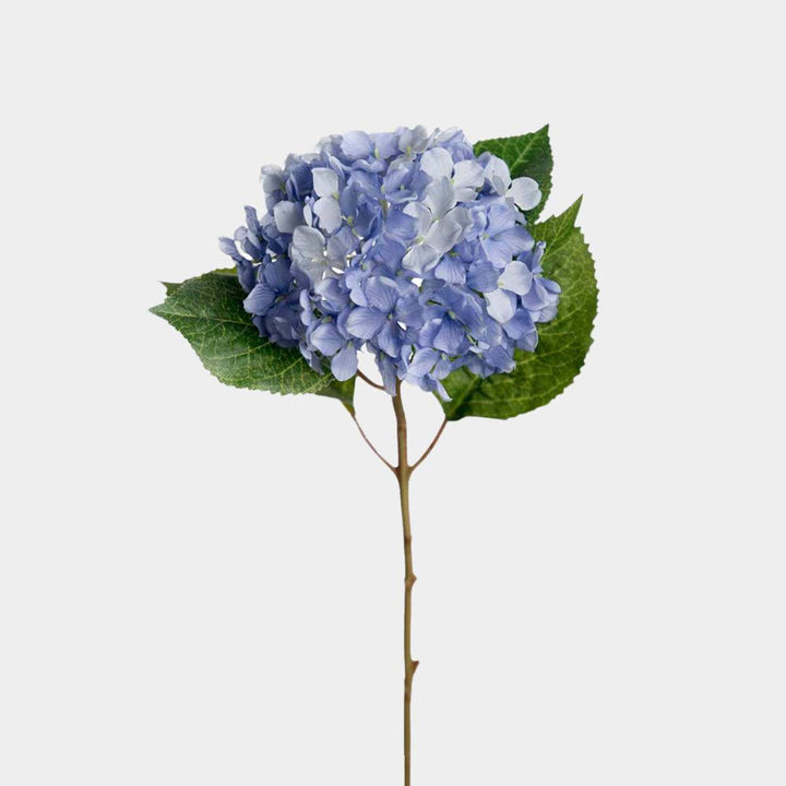 Mr. Plant 1 stk Hortensia 40cm, blå