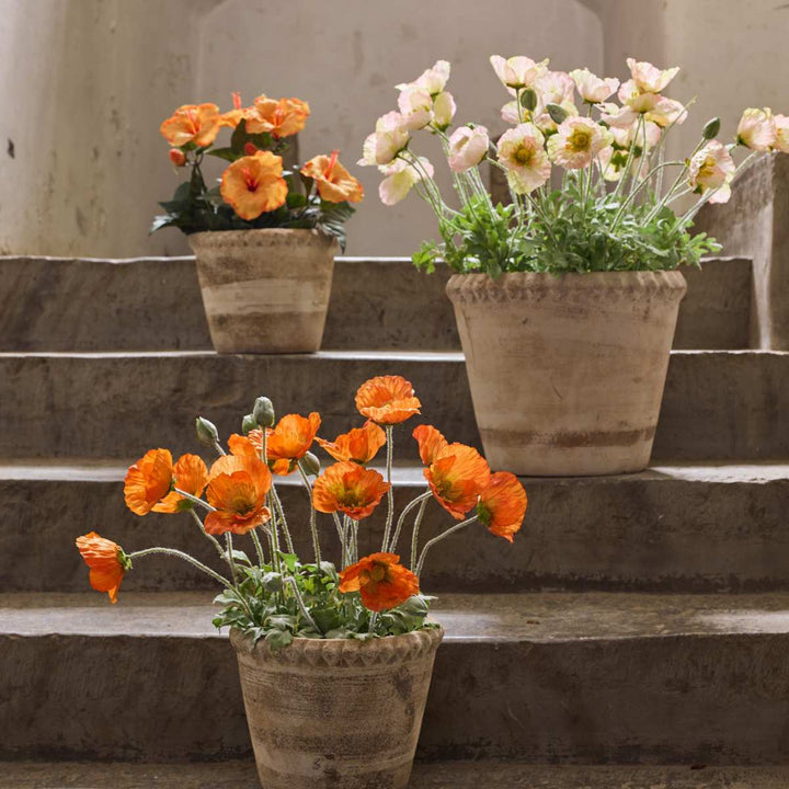 Mr. Plant Valmue 40 cm Oransje