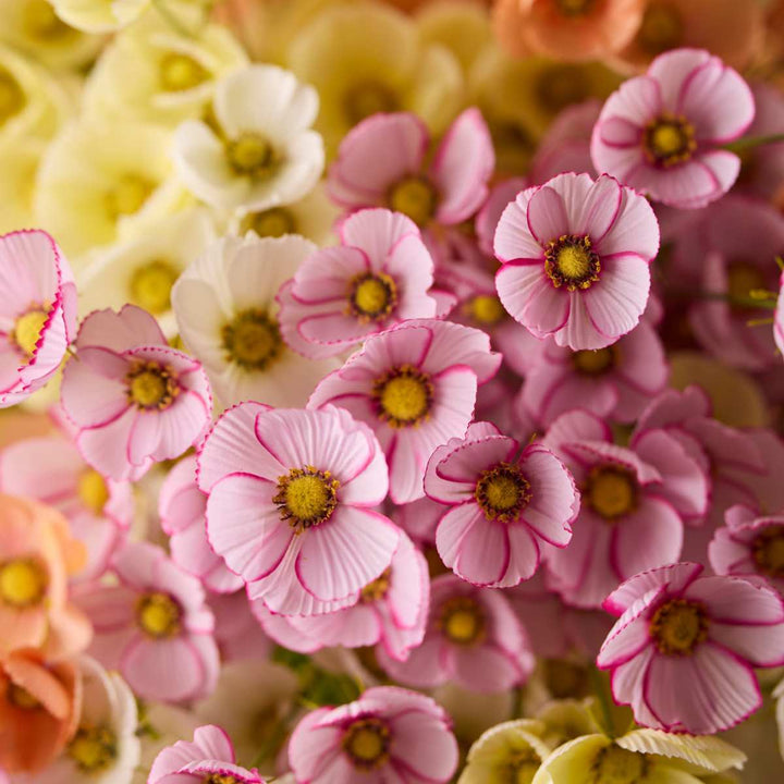 Mr. Plant Rosenskära 60cm Pink