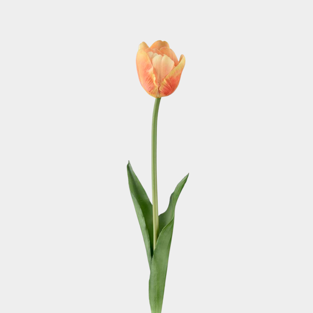 Mr.Plant Tulipan Flerfarget gul 45cm