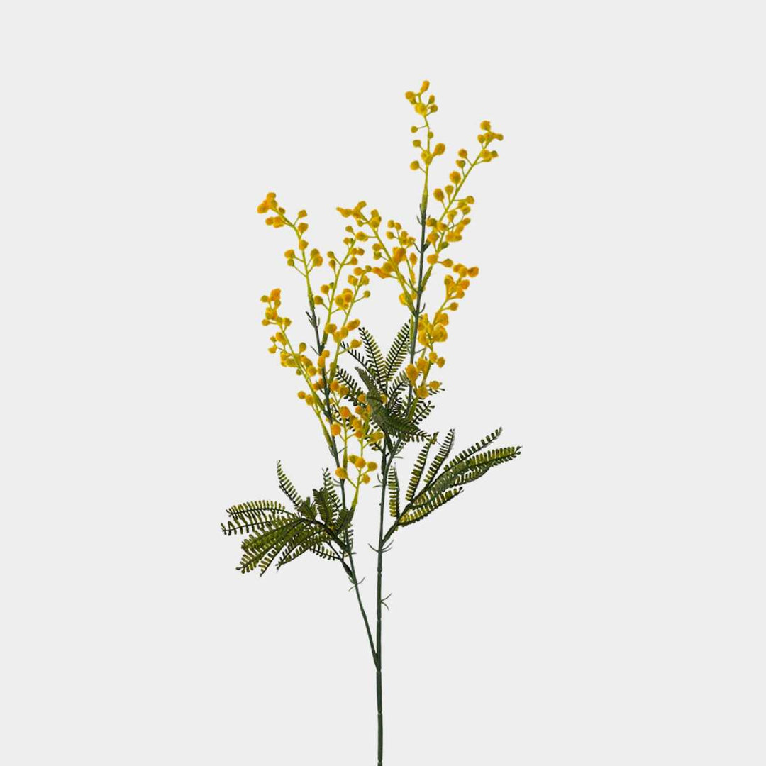 Mr. Plant Mimosa 75cm Gul