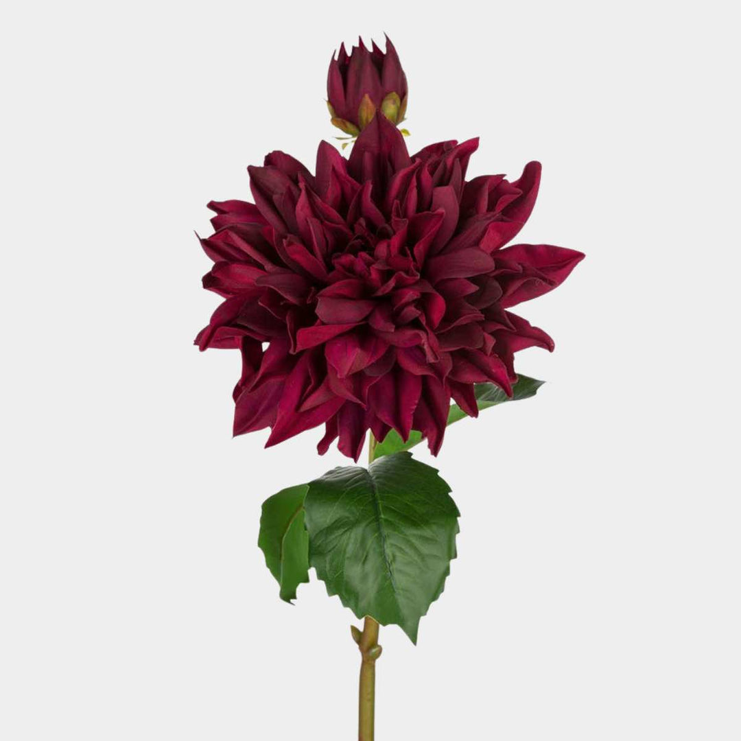 Mr.Plant Dhalia burgunder 70cm