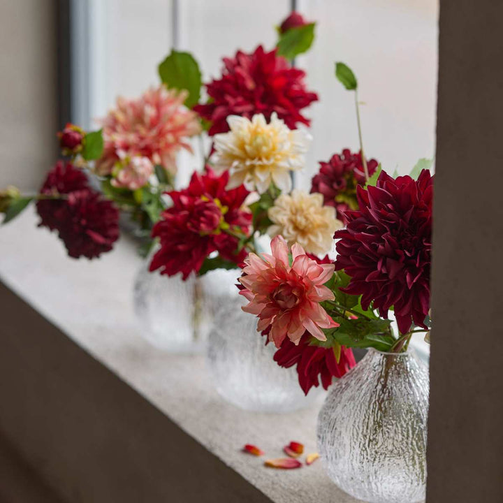 Mr.Plant Dhalia burgunder 70cm