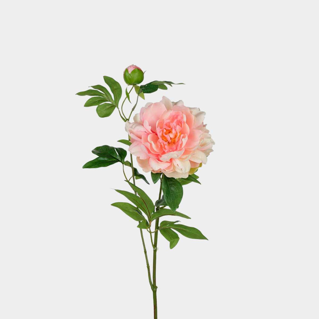 Mr. Plant Pion 65cm Rosa