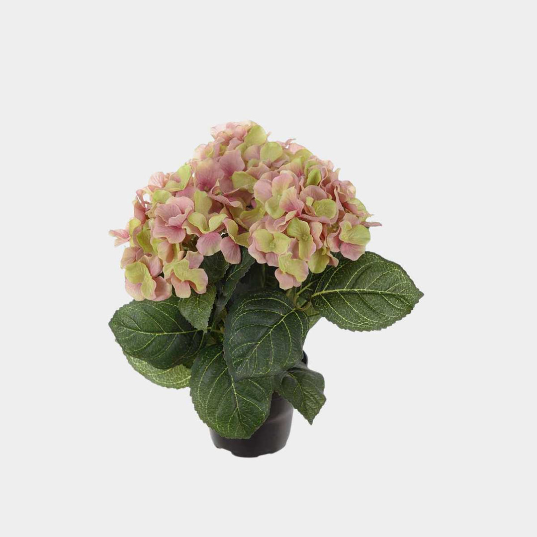 Mr. Plant Hortensia 30cm rosa